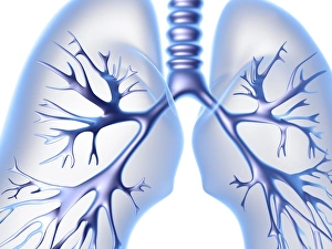 Respiratory System Diagram Impressions: Lungs, computer artwork