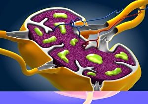 Macrophage Function Impressions: Lymph node, artwork C013 / 4632