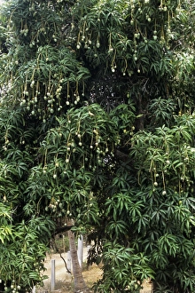 Tropical Fruit Trees Impressions: Mango tree