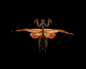 Praying Mantis Images Impressions: Mantis