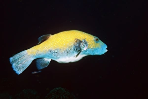 Thai Marine Life Impressions: Map pufferfish