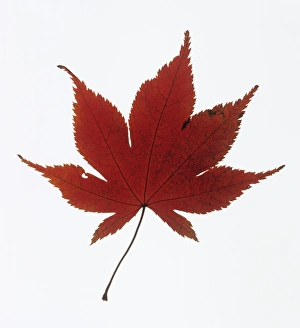 Maple Tree Images Impressions: Maple leaf