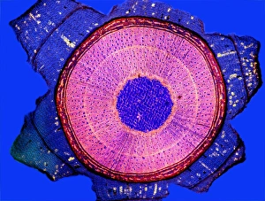 Polarised Light Microscopy Impressions: Maple stem, light micrograph