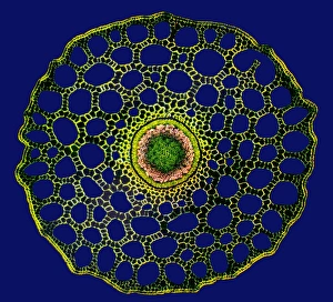 Polarised Light Microscopy Impressions: Mares tail stem, light micrograph