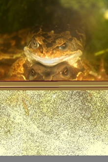 Common Frog Mating Impressions: Mating common frogs