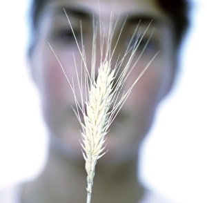 Rye Grain Impressions: Maturing ear of rye