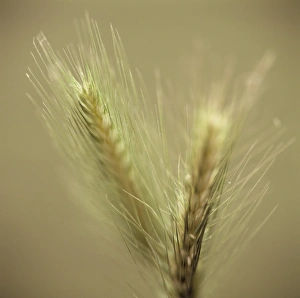 Secale Cereale Impressions: Maturing ears of rye