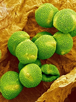 Pollen Grain Morphology Impressions: Melon pollen, SEM