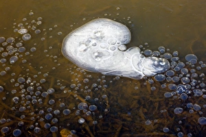 Environmental Science Images Impressions: Methane bubbles