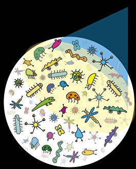 Light Microscopy Images Impressions: Microbes