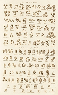 Historical Botanical Illustrations Impressions: Microscopic Vegetable Objects C017 / 3506