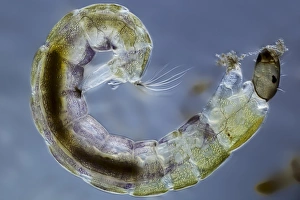 Light Micrograph Images Impressions: Midge larva, light micrograph