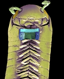 Coloured Scanning Electron Microscopy Images Impressions: Millipede with microchip, SEM