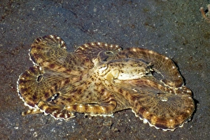 Octopus Camouflage Impressions: Mimic octopus