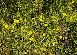 American Flora Impressions: Mimulus primuloides