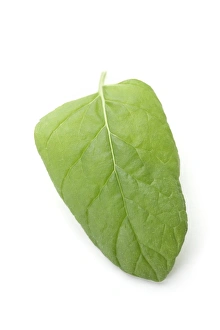 Peppermint Leaves Impressions: Mint leaf