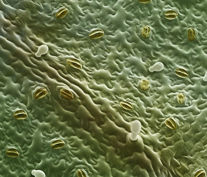 Guard Cells Function Impressions: Mint leaf surface, SEM