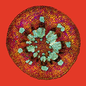 Polarised Light Microscopy Images Impressions: Mistletoe stem, light micrograph