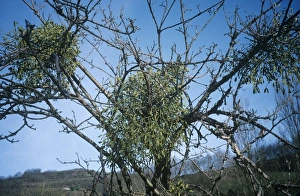 Images datées de 2006 mai: Le mistiche à l'arbre