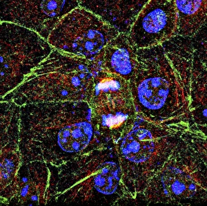 Cell Division Impressions: Mitosis, fluorescence micrograph
