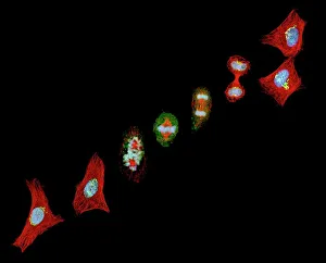 ADN Impressions: La mitose, photographie à microscope éclairé
