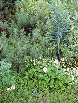 Summer Flower Arrangements Impressions: Mixed border
