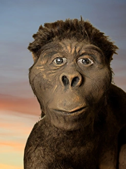 Australopithecus Afarensis Impressions: Model of Lucy