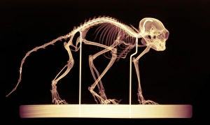 Images datées de 2004 décembre: Os du singe
