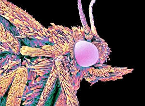 Insect Antennae Structure Impressions: Moth head, SEM