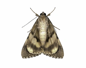 Insect Close Up Shots Impressions: Moth underside C016 / 2318
