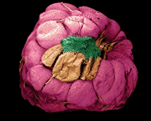 Images datées du 15 septembre 2000: La framboise moisie