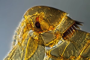 Light Microscopy Images Impressions: Mouse flea, light micrograph