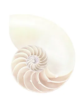 Cephalopod Marine Life Impressions: Nautilus shell