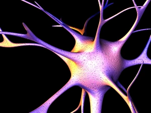 Neuroscience Computer Graphics Impressions: Nerve cell, computer artwork