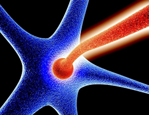 Neural Network Diagram Impressions: Nerve cell synapse, computer artwork