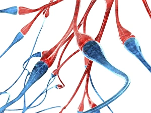 Central Nervous System Anatomy Impressions: Nerve cell synapses, computer artwork