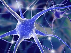 Nerve Cells Impressions: Nerve cells, computer artwork