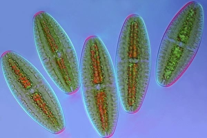 Polarised Light Microscopy Impressions: Netrium desmids, light micrograph
