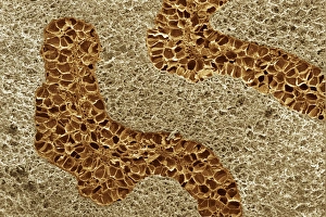 Myristica Fragrans Impressions: Nutmeg, SEM