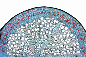 Impressions de Racine d'if. Micrographie à faible lumière de section transversale d'une racine secondaire provenant d'un arbre à if (Quercus sp.) Images datées de 2012 janvier: Racine d'if, microscope à faible puissance