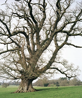 Oak Tree Images Impressions: Oak tree