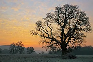 Arbre dœuf à laube