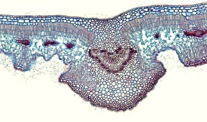 Impressions de L'épée d'oléanthe. Micrographie de lumière d'une section traversant l'épée d'un arbre oléandier (Nerium oleander), montrant ses stomates encaissés (fentes, centre gauche et droit) Images datées de 2012 janvier: Feuille d'Oléandre, micrographe de lumière