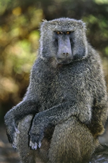 Papio Anubis Impressions: Olive baboon