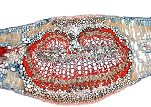 Impressions de Feuille d'olivier. Micrographie à microscopie éclairée de la section traversant le milieu du rachis d'une feuille d'olive (Olea sativa). Elle possède une épiderme épaisse pour retenir l'eau Images datées de 2010 mars: Feuille d'olive, microscope à lumière faible