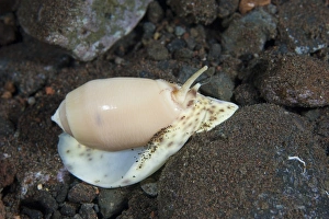 Indonesian Ocean Creatures Impressions: Olive shell snail