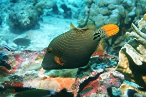 Impressions de Le poisson-trappe aux bandes d'orange (Balistapus undulatus), se nourrit de coquillages. Prendu en photo dans la mer des Andaman, au Thaïlande Images datées de 2004 septembre: Poisson-trigale aux lignes d'orange