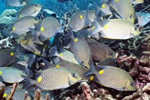 Images datées du 25 août 2009: Poisson de spinefoot tacheté d'orange.