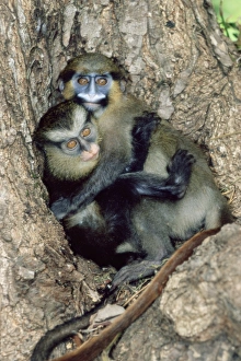 Impressions de Les singes orphelins. Le moustaché guenon (Cercopithecus cephus) (à droite) et le Mona guenon (Cercopithecus mona) (à gauche) se serraient l'un à l'autre Images datées de 2005 juillet: Guénons sans mère
