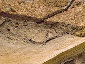 Impressions de Les couches externes de l'œil. Micrographie électronique à balayage coloré (SEM) des couches choroidale et sclérale du œil Images datées de 2005 mars: Couches extérieures de l'œil, SEM